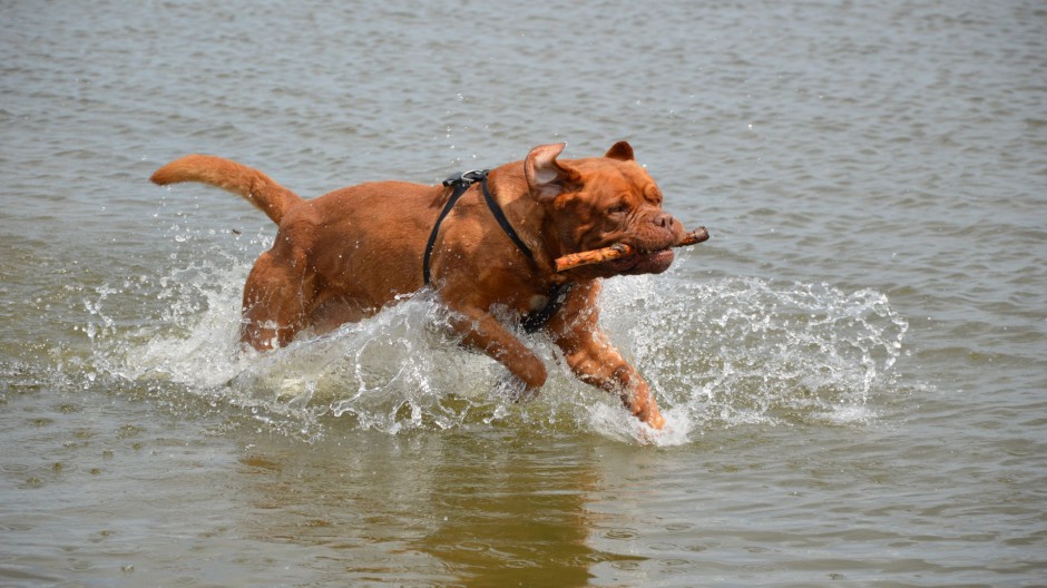 法国波尔多犬勇敢聪明图片