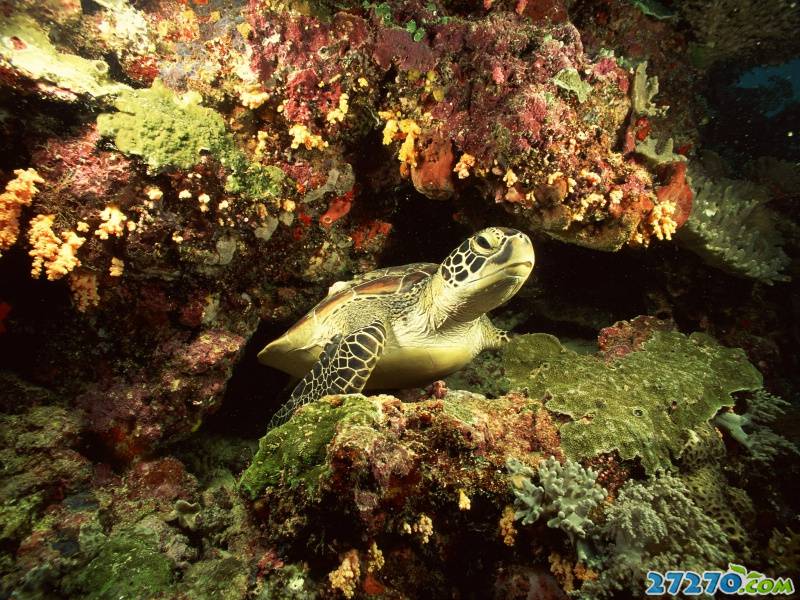 特写海底生物 海底的世界