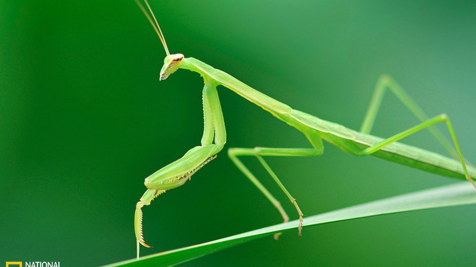 大型昆虫绿巨螳螂图片