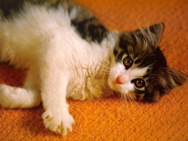 精选可爱的小猫高清桌面壁纸