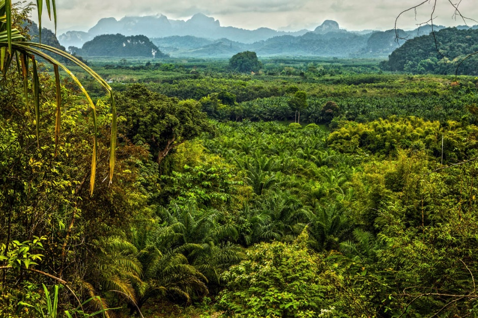 热带雨林大自然风景高清图片