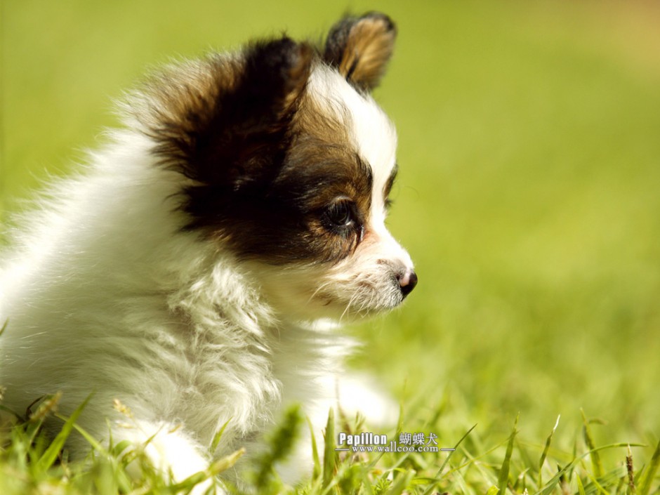 深色蝴蝶犬幼犬草地发呆图片