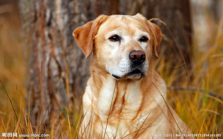 黄色拉布拉多犬忧郁表情图片