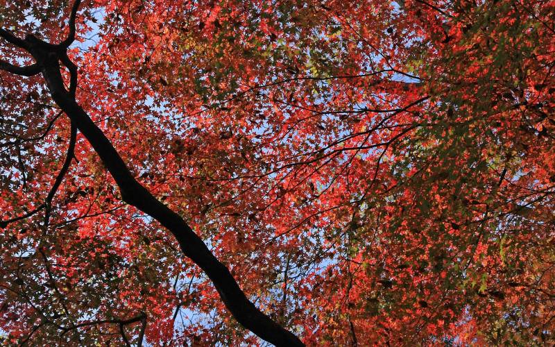 日本的下鸭神社红叶摄影组图