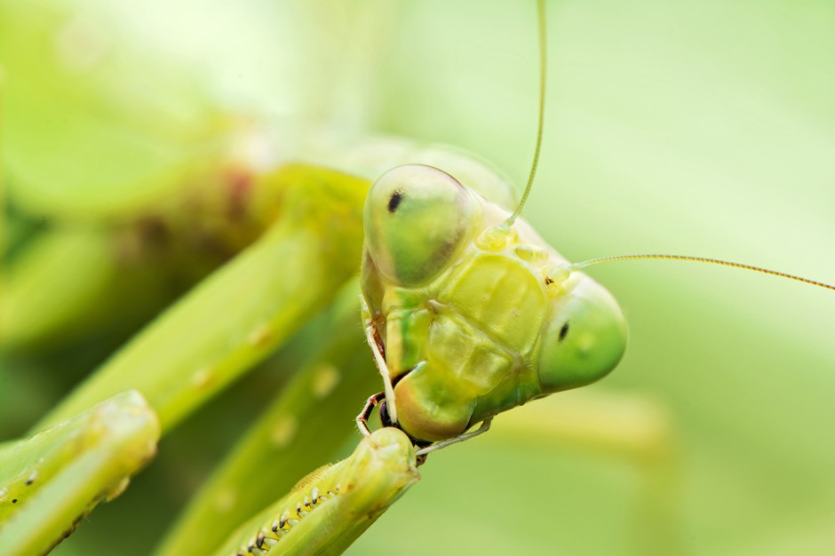 昆虫王者凶悍的螳螂高清图片
