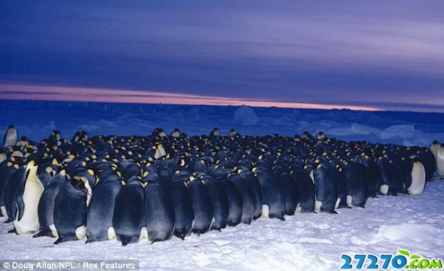 冰冻极地罕见画面：豹海豹杀害企鹅