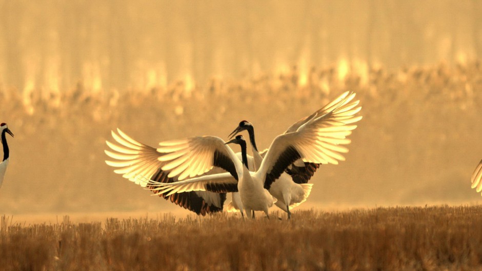 美丽的丹顶鹤图片姿态优雅