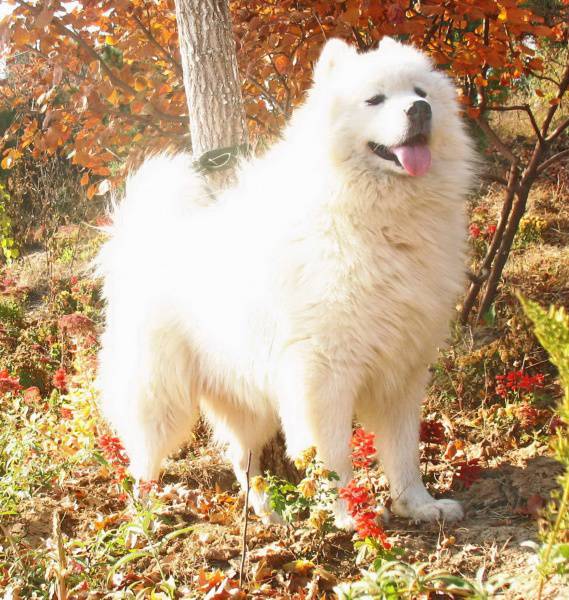 超可爱的萨摩耶犬高清图片