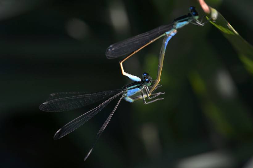 小巧可爱的蓝豆娘蜻蜓点水图片
