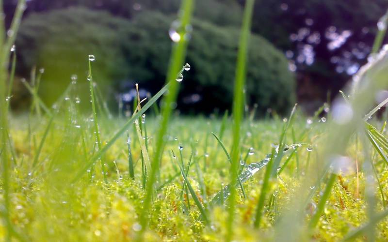 漂亮的夏日清晨植物上的露珠摄影图片