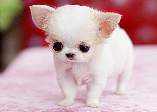 超级呆萌可爱的小狗狗图片