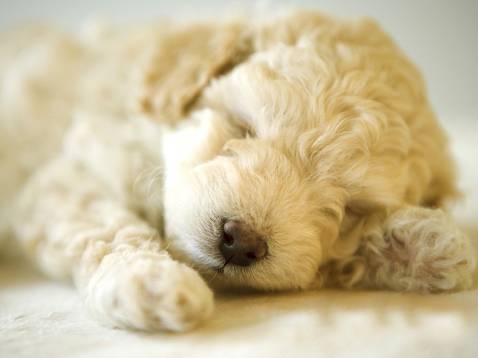 买萌小白狗图片 沉睡的白色贵宾犬