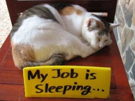 搞笑动物睡觉图片之轻松的工作