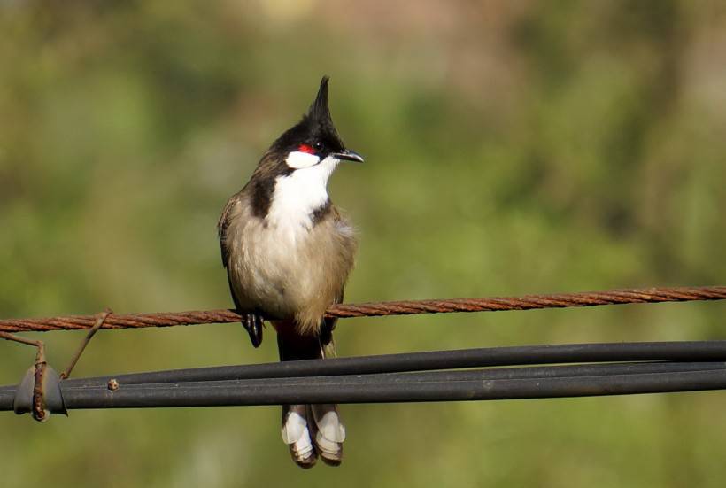 红耳鹎鸟类动物摄影图片