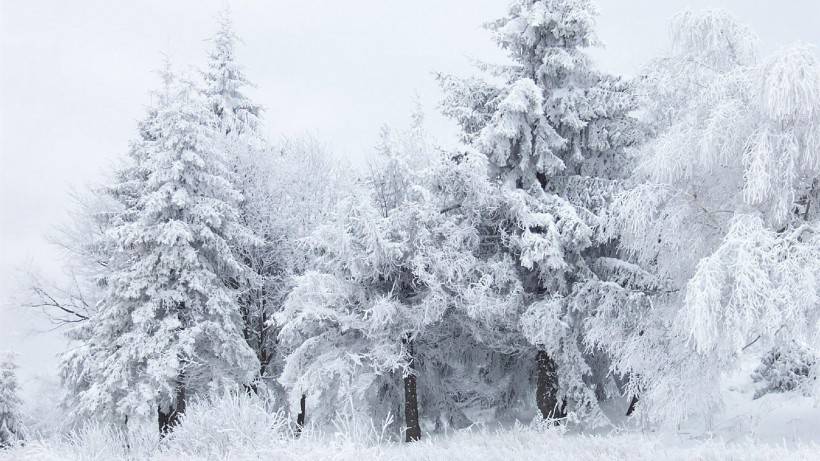 唯美清新素雅雪景风景图片壁纸