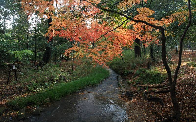 日本贺茂御祖神社景点迷人秋景高清图集