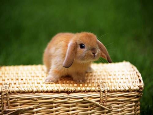 超可爱的小兔子卖萌图集