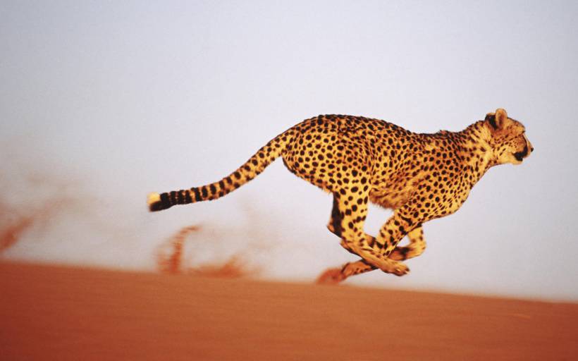 奔跑的动物高清唯美图片