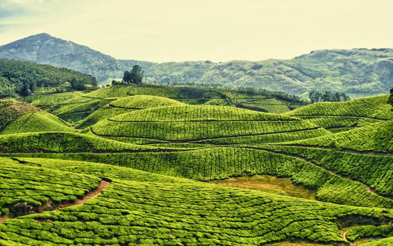 茶园景点自然风光绿色壁纸