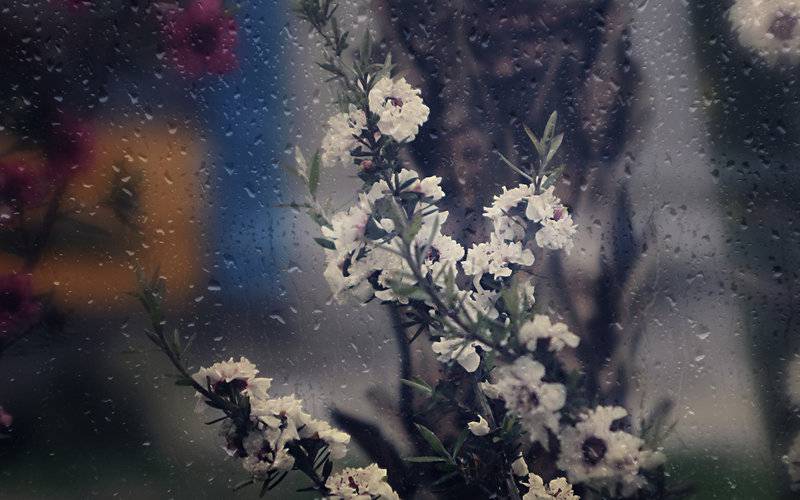 自然清新鲜花高清摄影