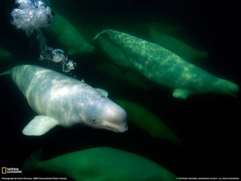 野生动物篇高清晰桌面壁纸