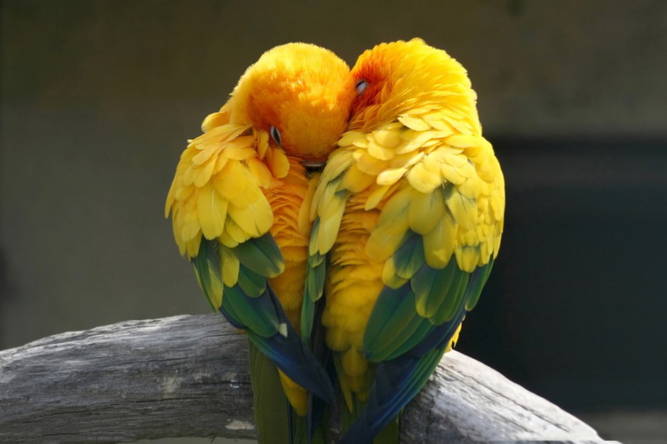 甜蜜有爱的黄鹂鸟图片