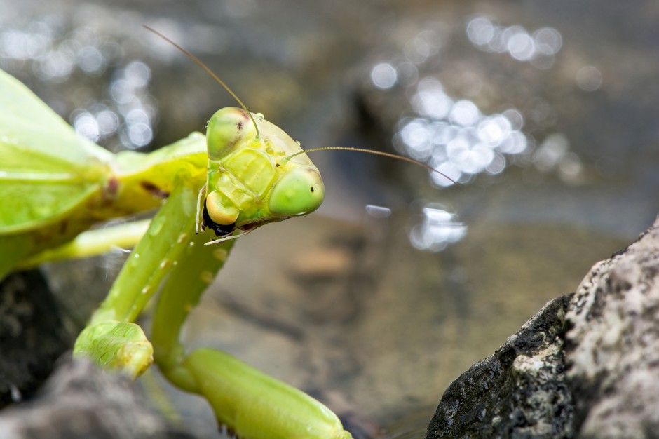 昆虫王者凶悍的螳螂高清图片