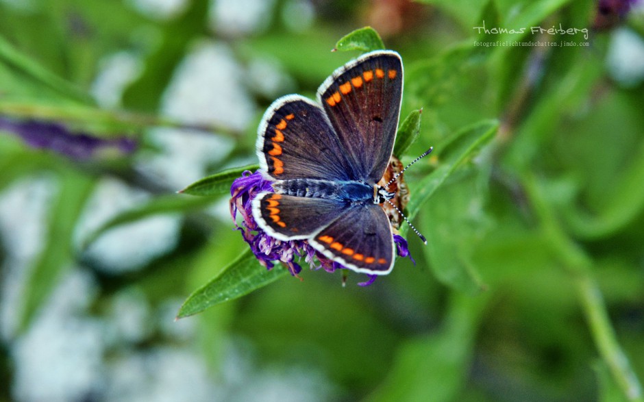 高清蝴蝶摄影图片欣赏