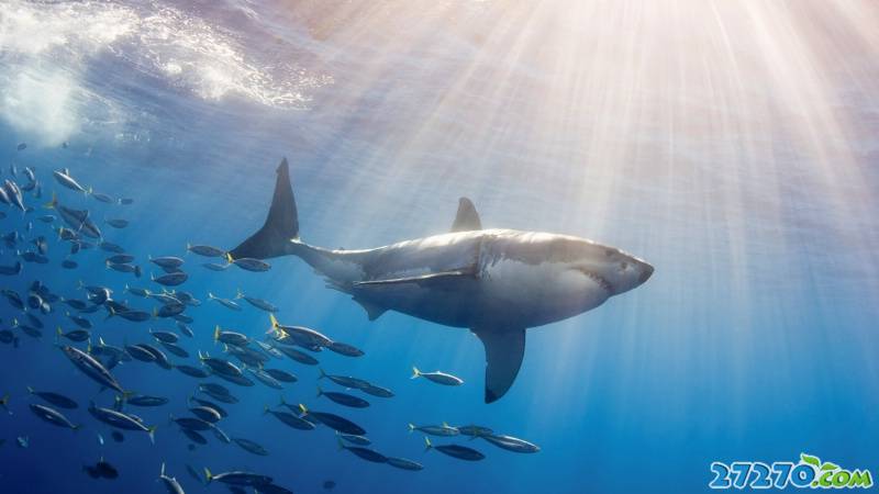 最新动物合集 太自然特写