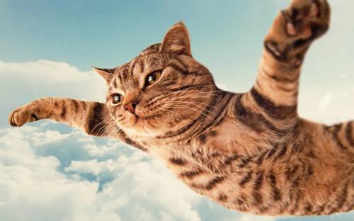 招人喜爱的小猫图片