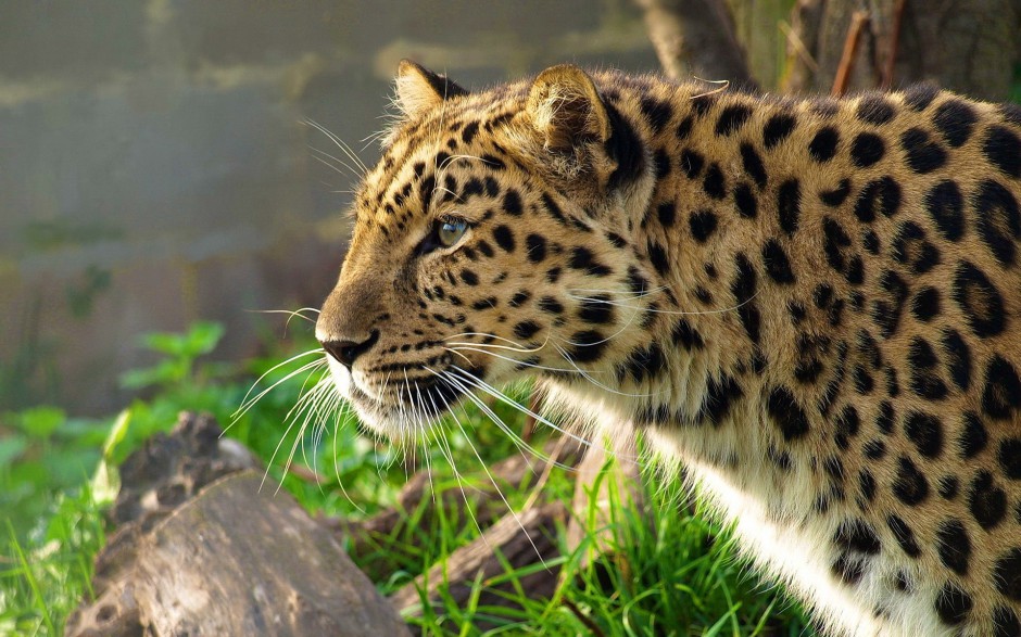 亚洲花豹图片高清动物壁纸下载