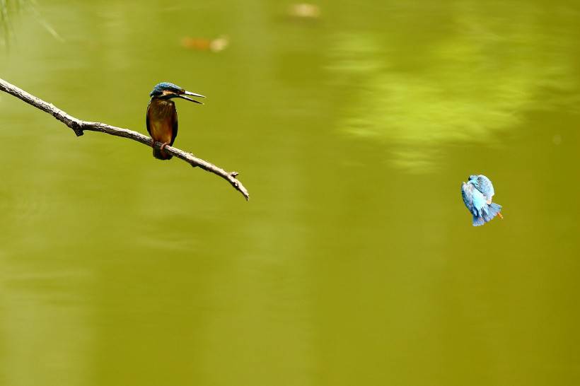 小翠鸟图片惬意池塘唯美风景特写