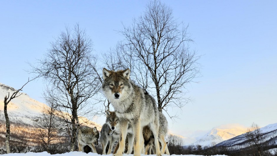 雪地飞奔的狼青雪狼图片