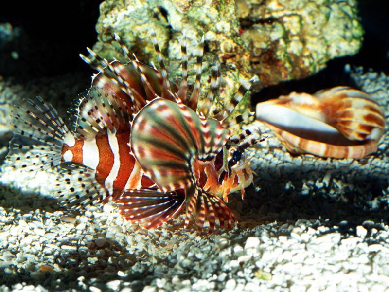 颜色鲜艳形状各异的鱼类海洋生物