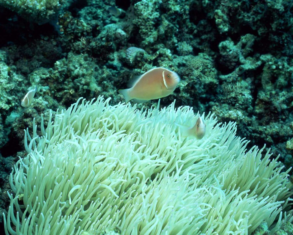 海底世界珊瑚风景图片壁纸