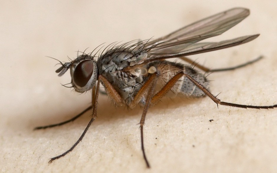 恋爱中的苍蝇精美图片