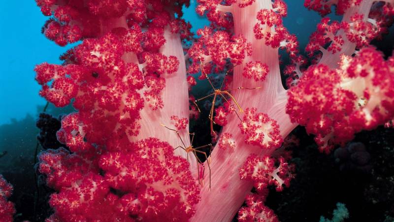 美丽海底世界藻类高清组图