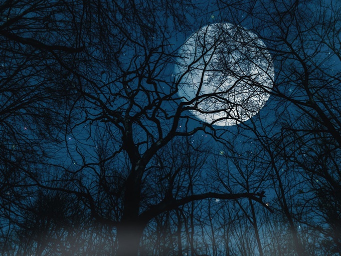静谧浪漫树林夜景图片欣赏