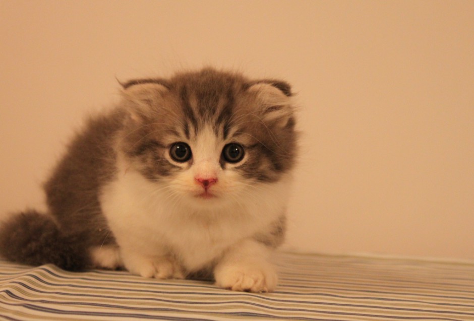 蓝白英短猫可爱幼仔图片