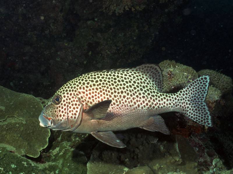 美丽石斑鱼海底世界海洋生物图片