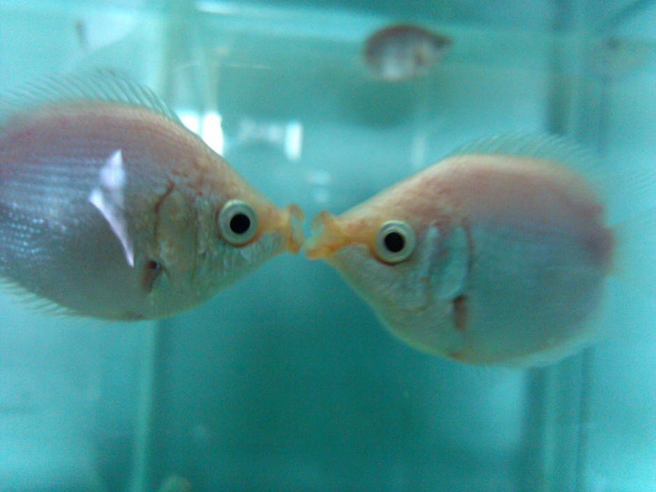 接吻鱼唯美图片可爱至极