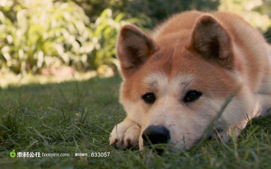 郁郁寡欢的成年秋田犬图片