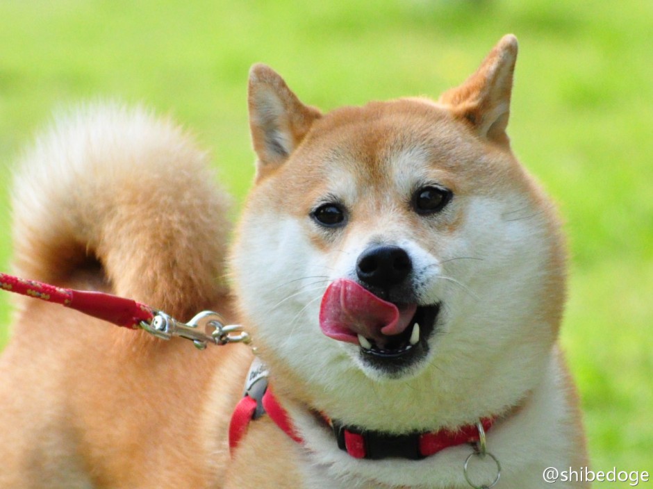 吐舌头的赤色柴犬图片