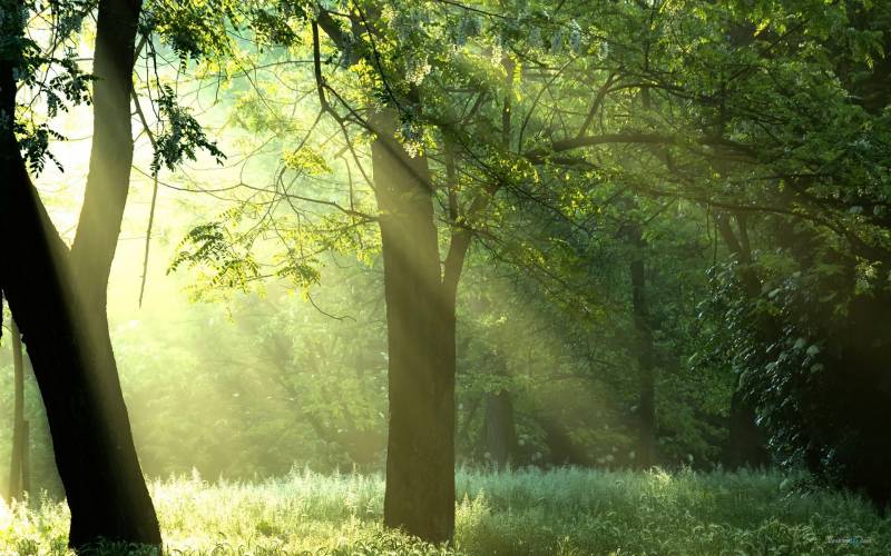 阳光穿透森林唯美意境风景图片