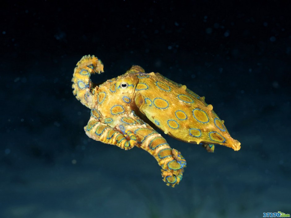 海底动物特写海底世界