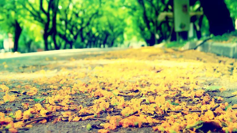 秋天落叶飘飘高清风景壁纸