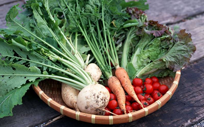 新鲜绿色健康蔬菜高清图片拍摄