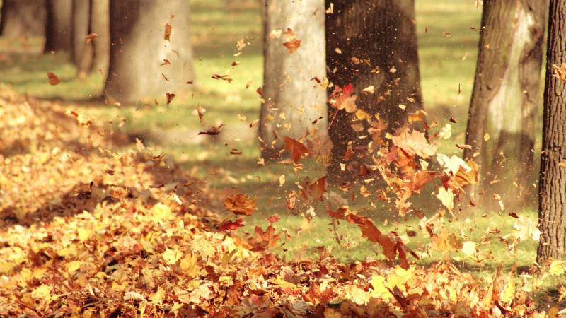 大自然凄美的落叶图片