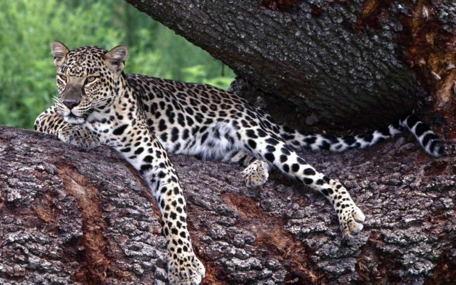 亚洲花豹森林抓拍图片