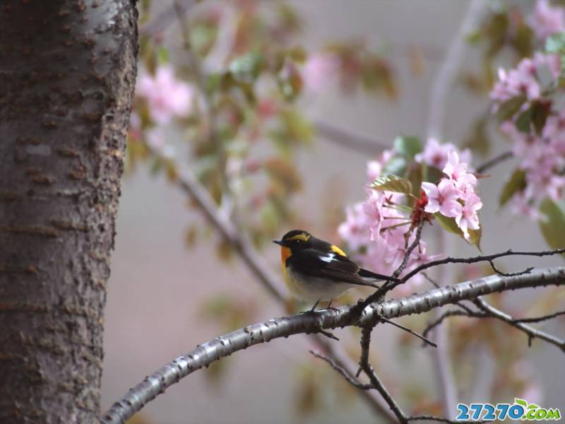 特写可爱的小鸟